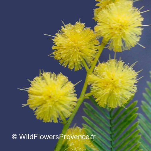 Wild Flowers Provence logo