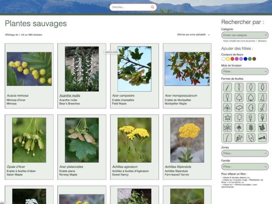 Visual index of wild flowers and plants in Provence