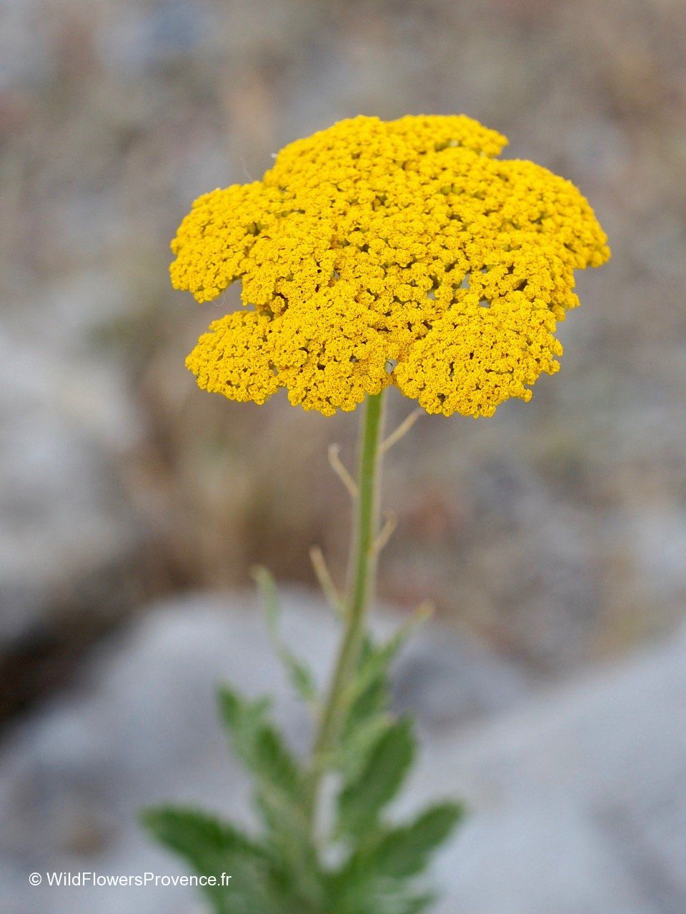Achillea Filipendula Wild In Provence achillea-filipendula-wild-in-provence