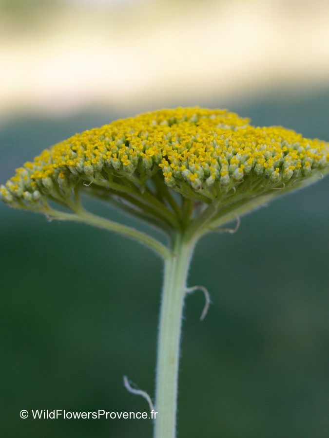 Achillea Filipendula Wild In Provence achillea-filipendula-wild-in-provence