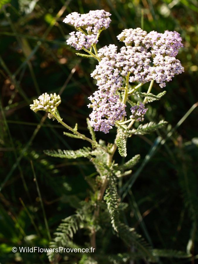 Achillea millefolium - wild in Provence