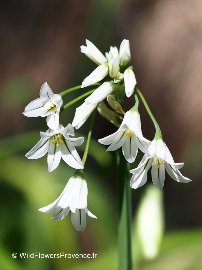 Allium triquetrum