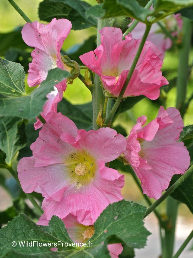 Althaea Rosa Alcea rosea - wild in Provence