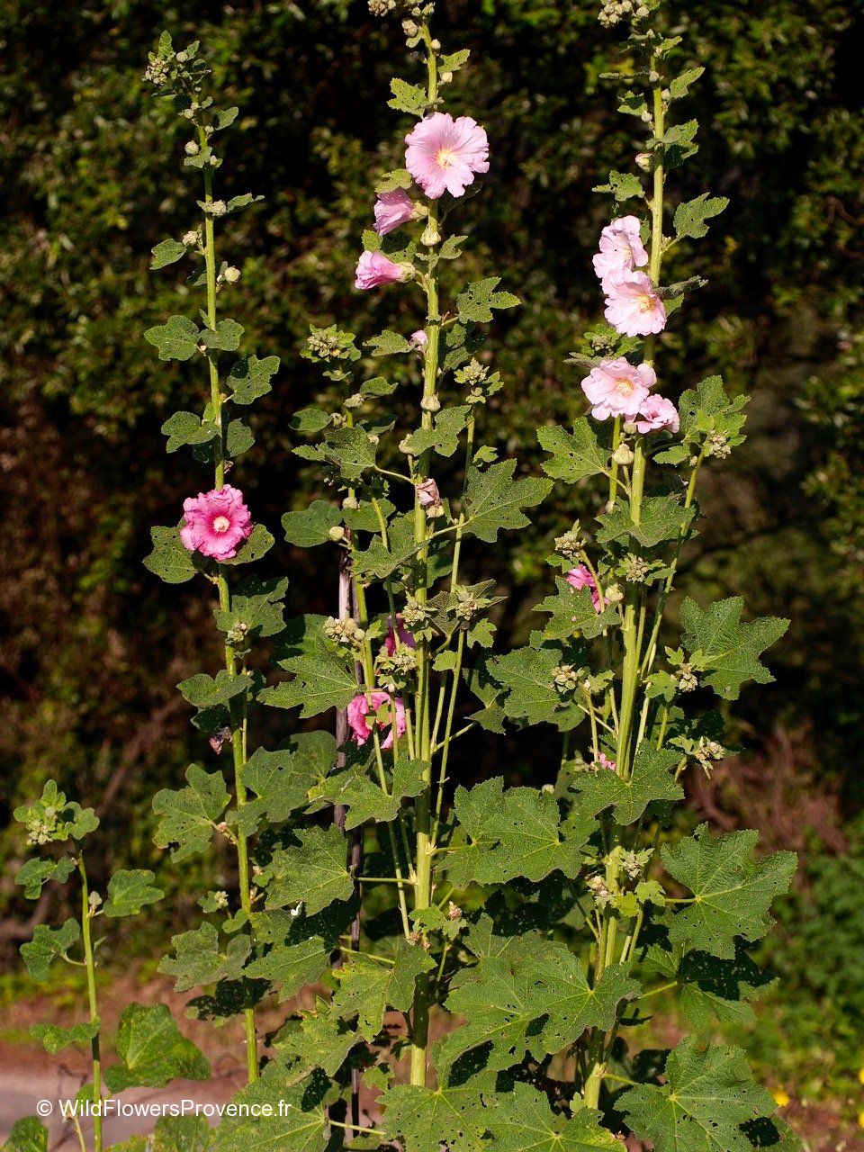 Althaea Rosa Alcea rosea - wild in Provence