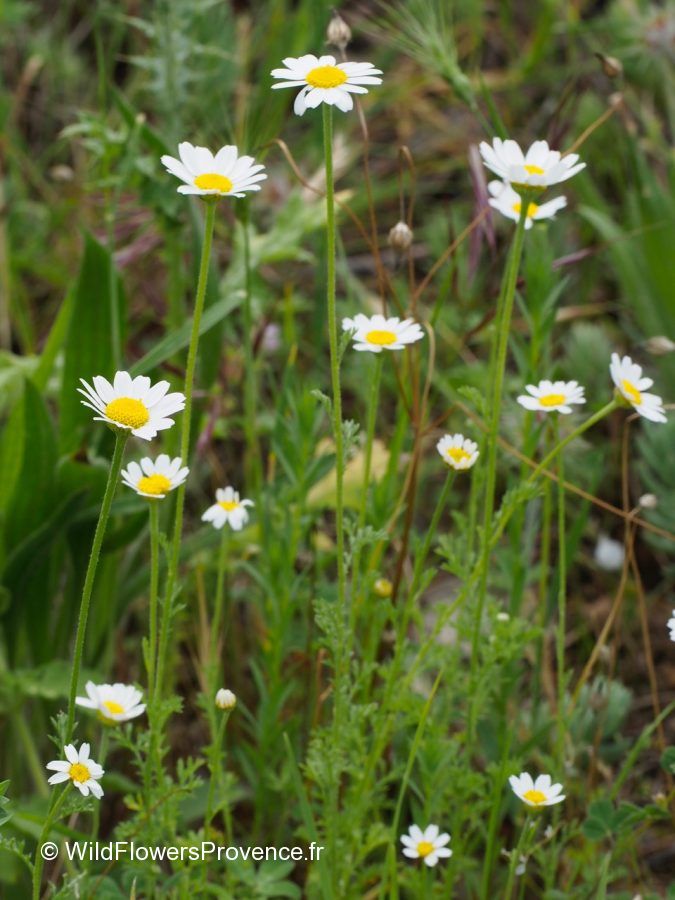 Anthemis Arvensis Wild In Provence anthemis-arvensis-wild-in-provence