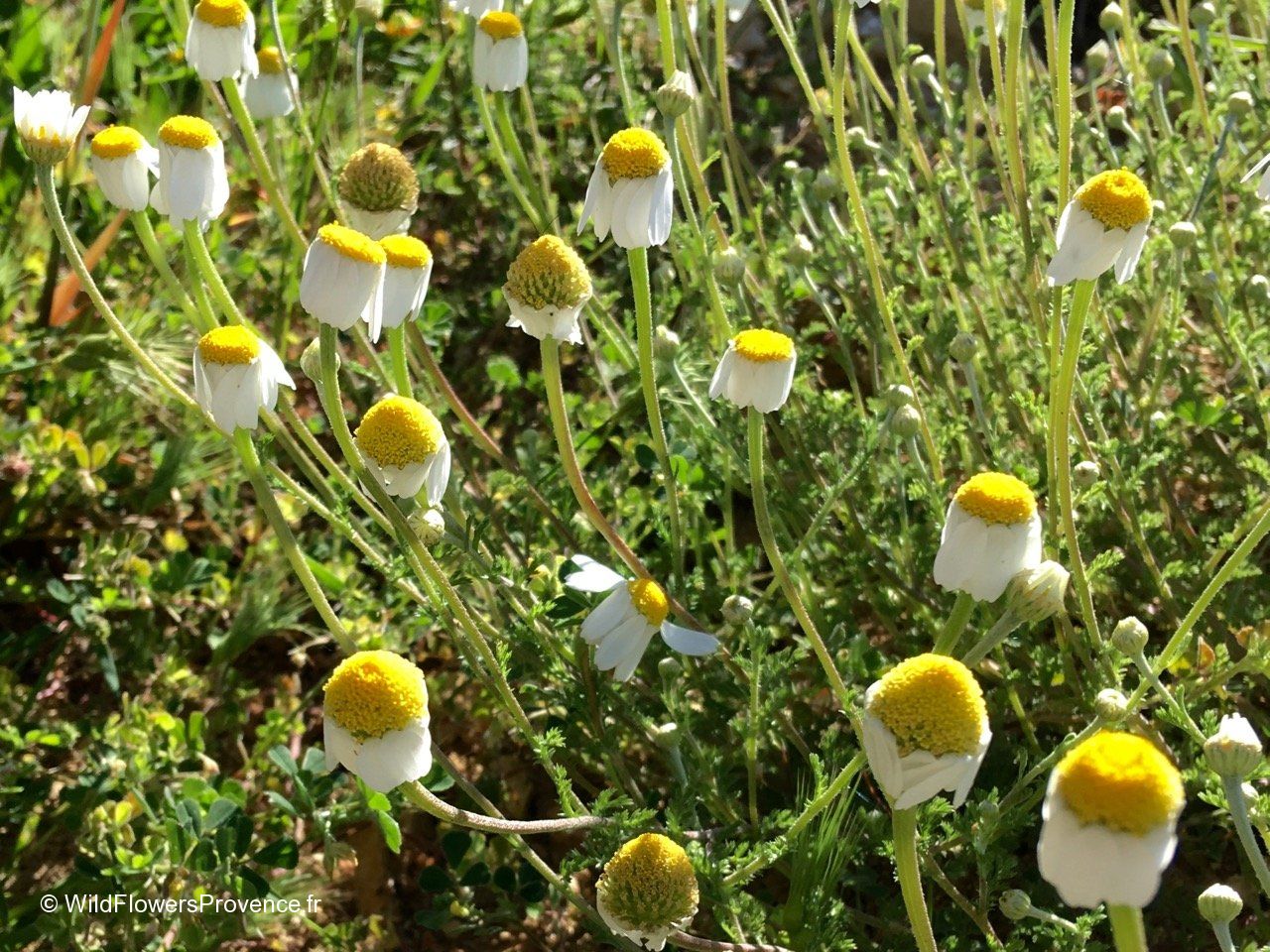 Anthemis Arvensis Wild In Provence anthemis-arvensis-wild-in-provence