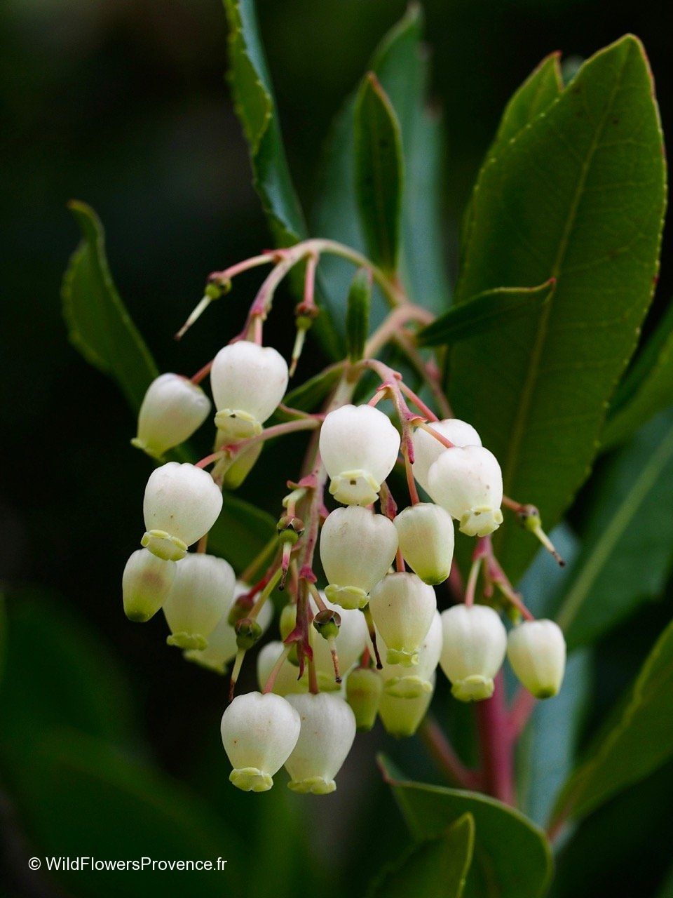 Arbutus Unedo Wild In Provence arbutus-unedo-wild-in-provence