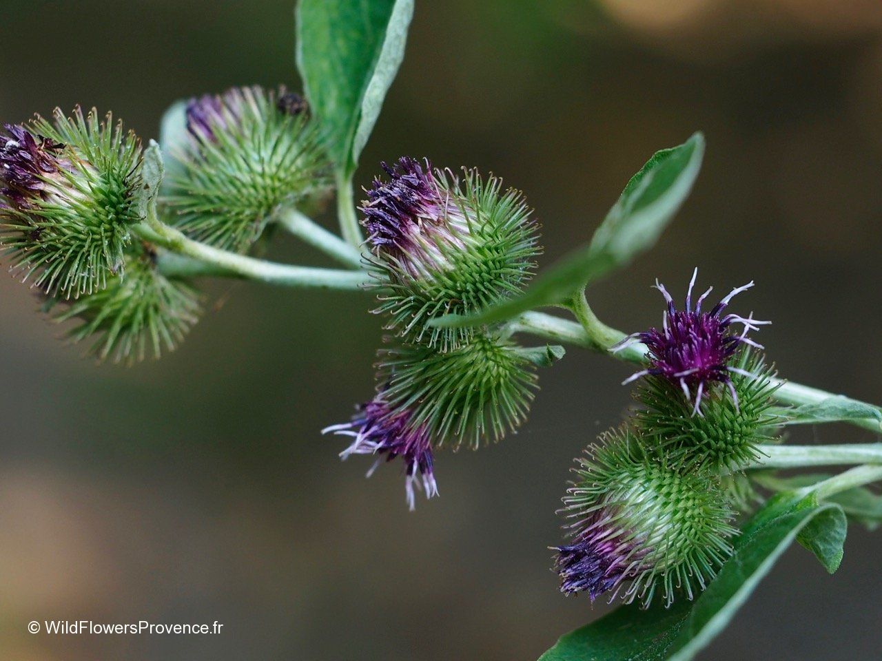 Arctium lappa - wild in Provence