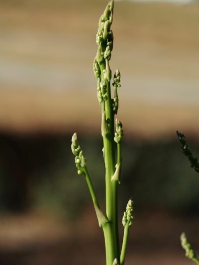 Asparagus officinalis - Wild Flowers Provence