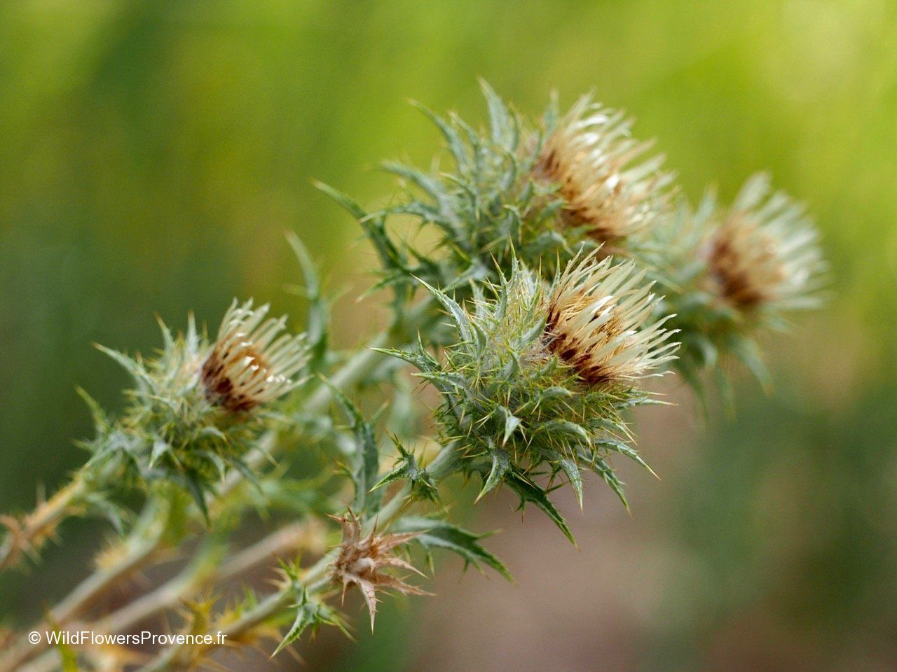 Carline Tree Carlina corymbosa - wild in Provence