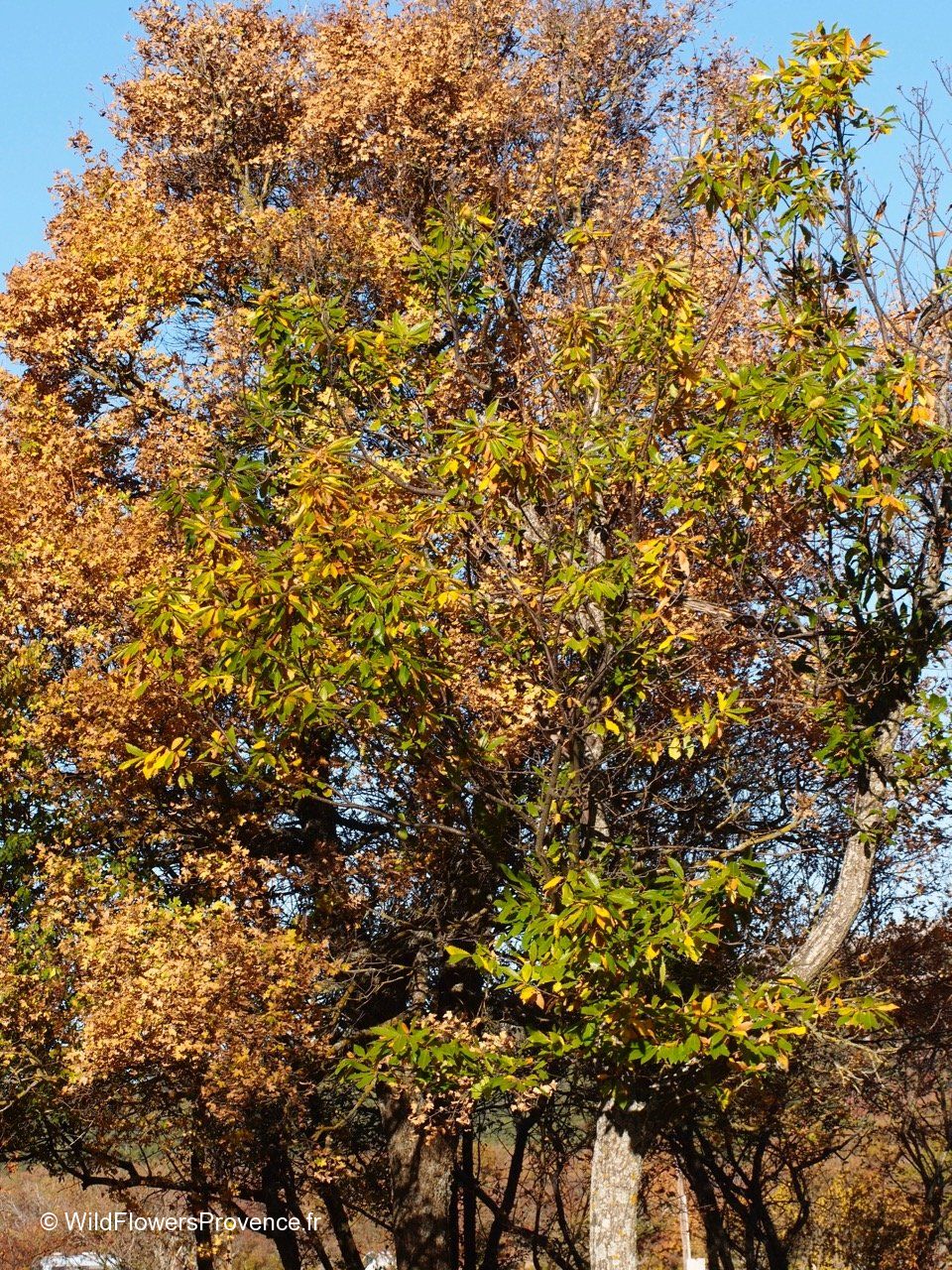 Native Castanias Castania sativa - wild in Provence