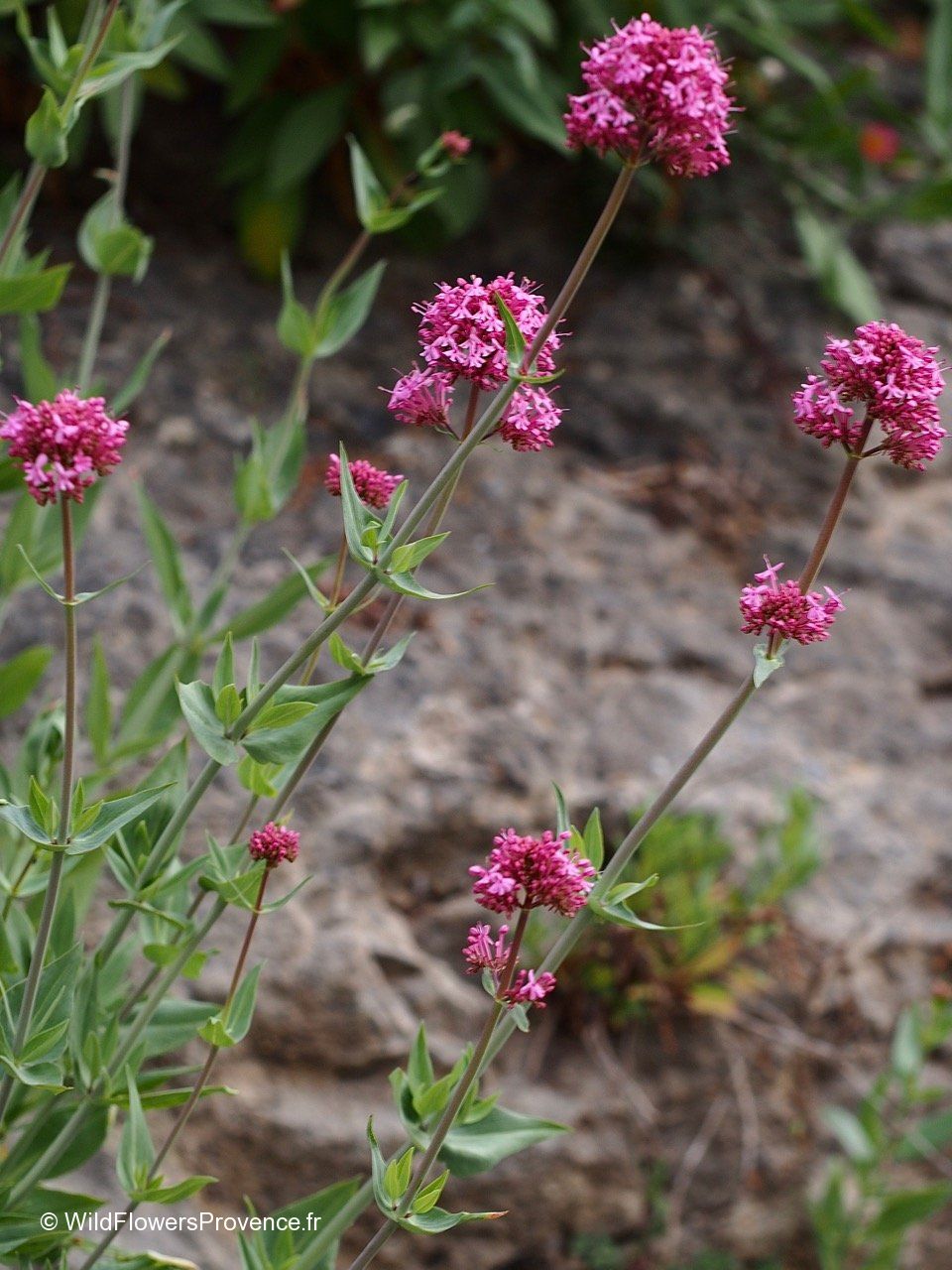 Centrantus Ruber Centranthus ruber - wild in Provence