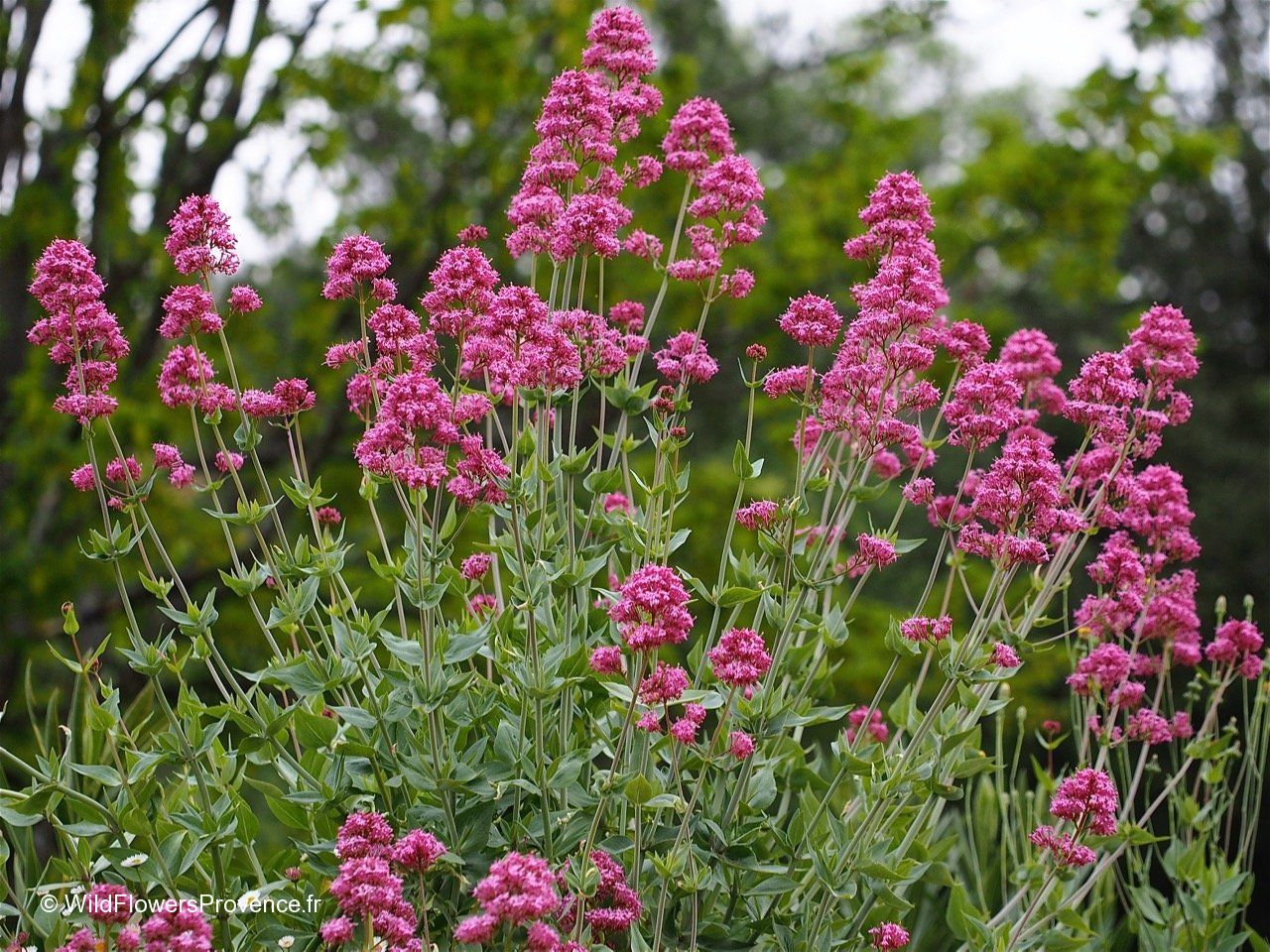Centrantus Ruber Centranthus ruber - wild in Provence