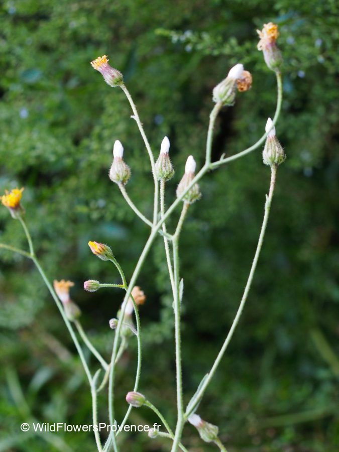 Crepis nicaeensis