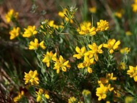 Cytisus hirsutus Cytisus hirsutus