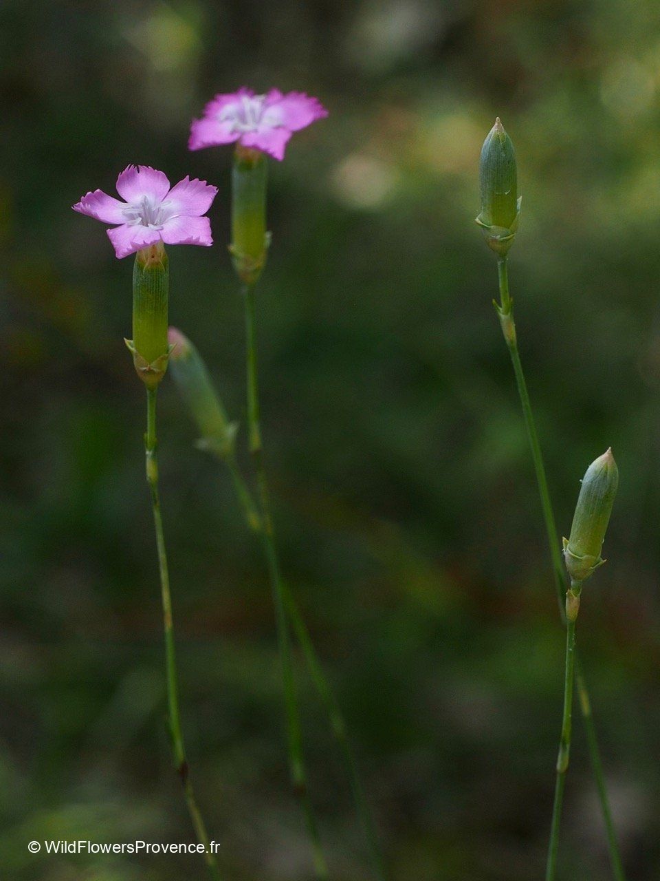 Dianthus Sylvestris Wild Flowers Provence Dianthus Sylvestris Wild Flowers Provence