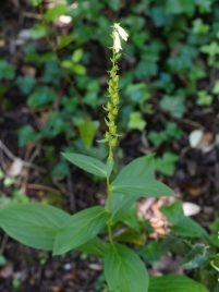 Digitalis lutea