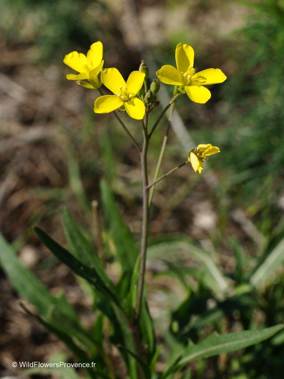 Diplotaxis Sp Diplotaxis tenuifolia - wild in Provence
