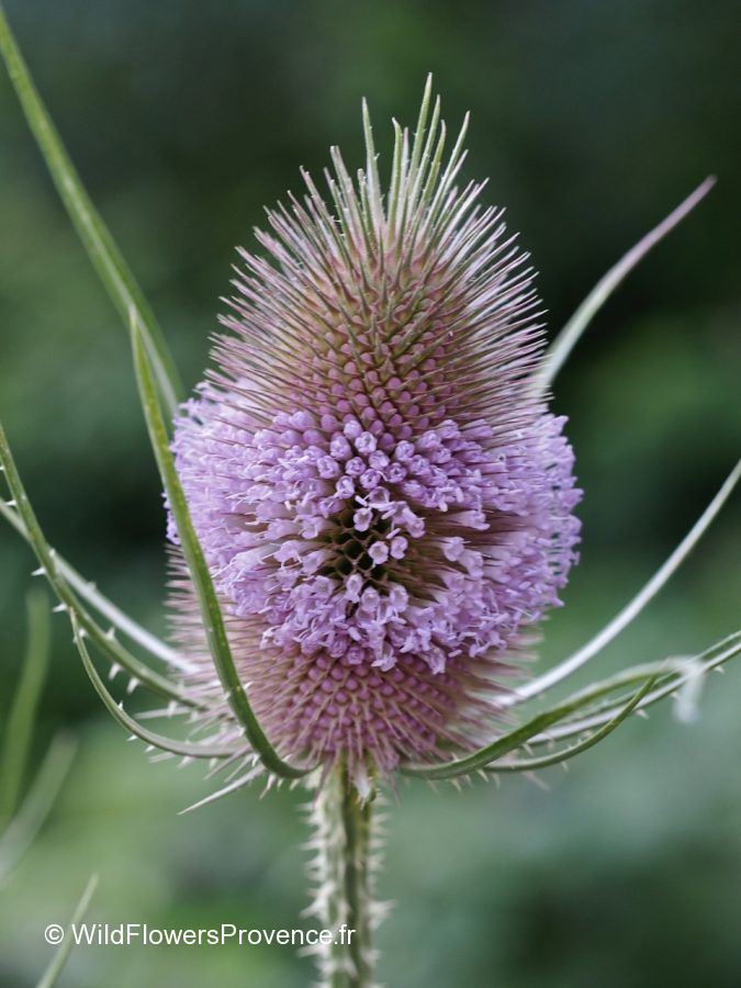 Dipsacus fullonum - Dipsacaceae Dipsacus fullonum - Dipsacaceae