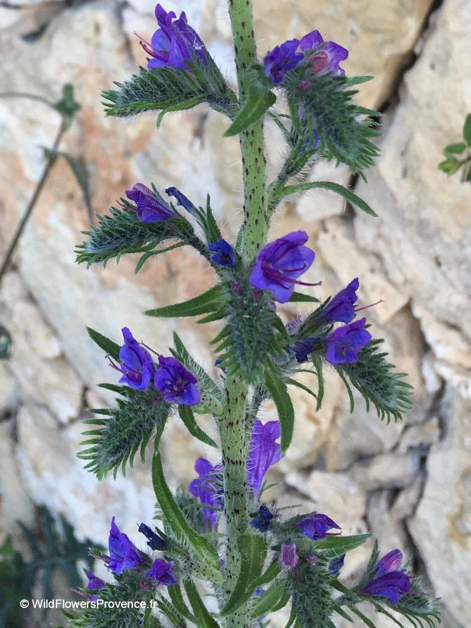 Echium Vulgare Wild In Provence echium-vulgare-wild-in-provence