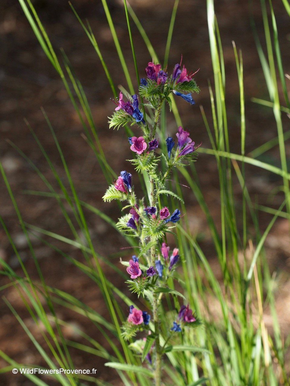 Echium Vulgare Wild In Provence echium-vulgare-bugloss-de-v-bora-foto-gratis-en-pixabay-pixabay