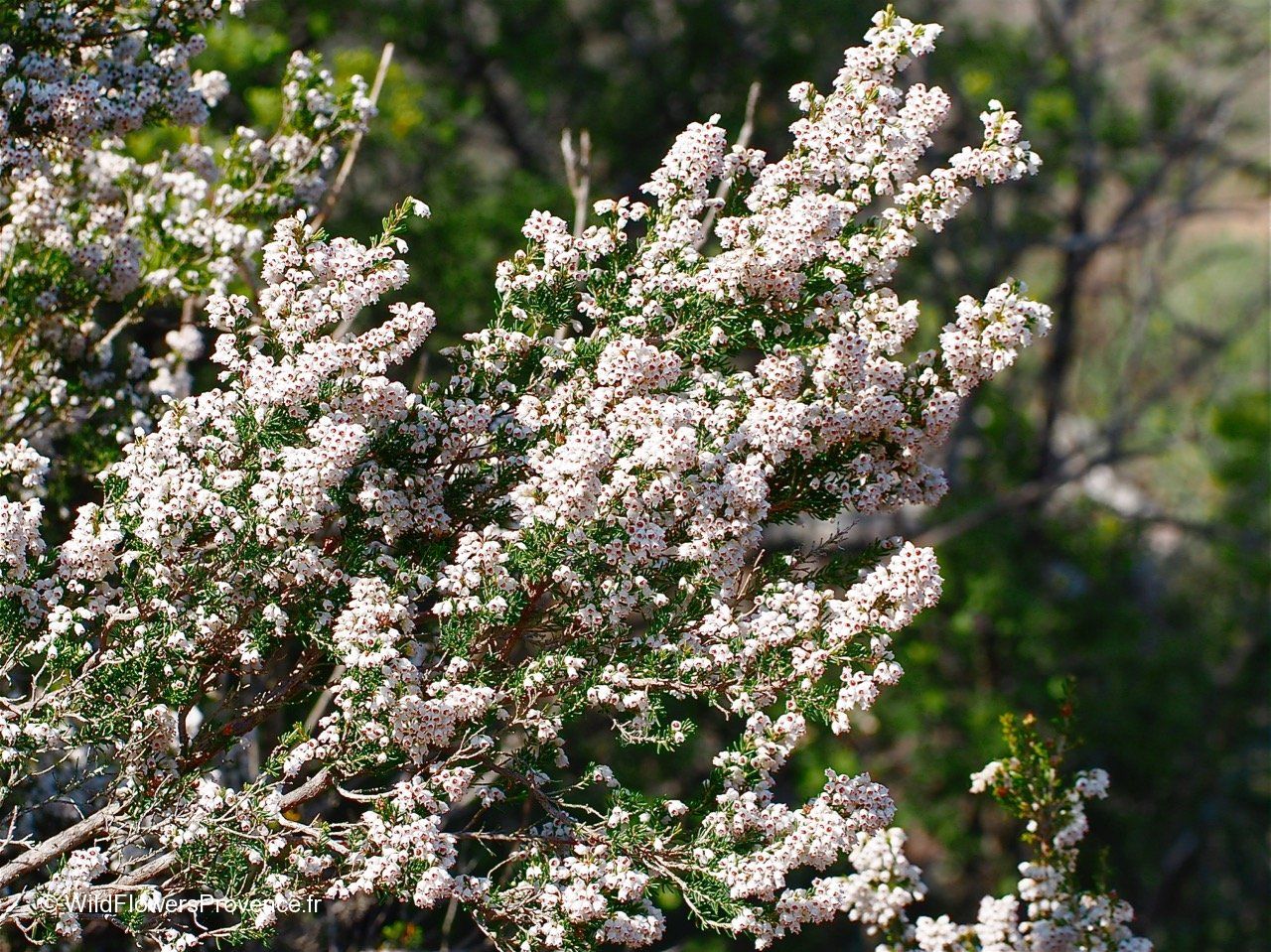 Erica arborea - wild in Provence