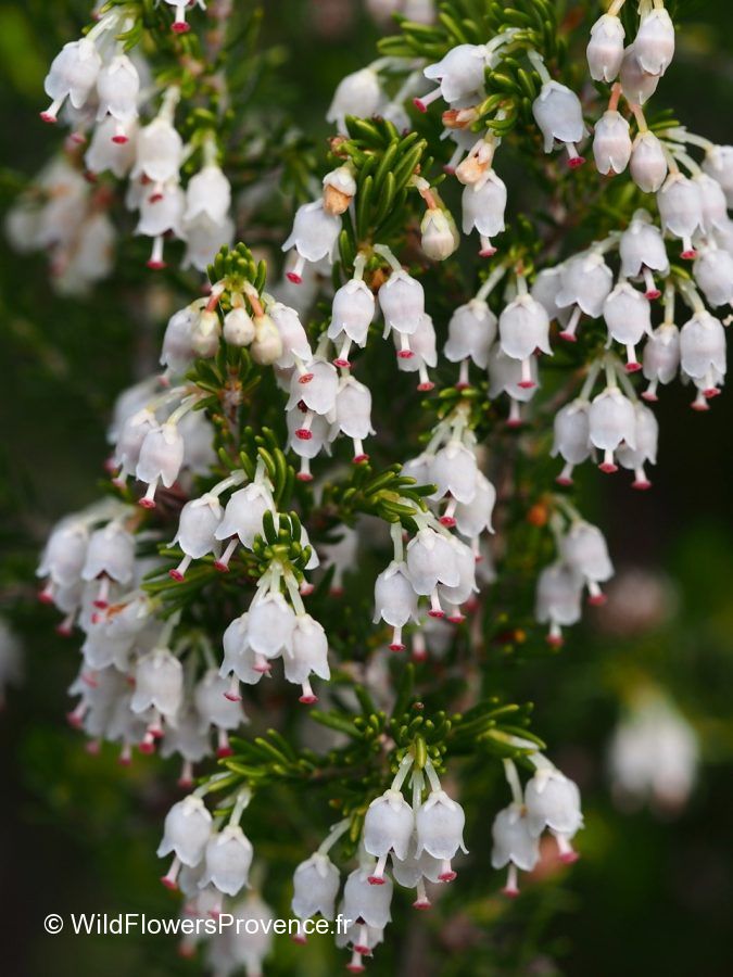 Erica arborea - wild in Provence