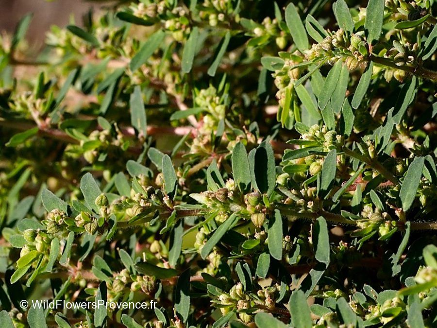 Euphorbia prostata
