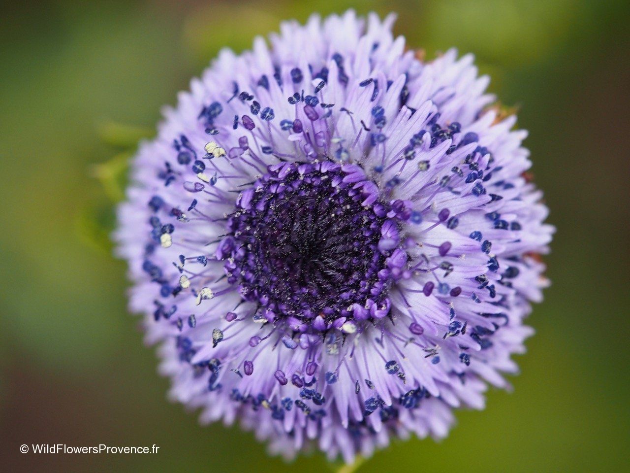 Globularia Alypum Wild In Provence globularia-alypum-wild-in-provence