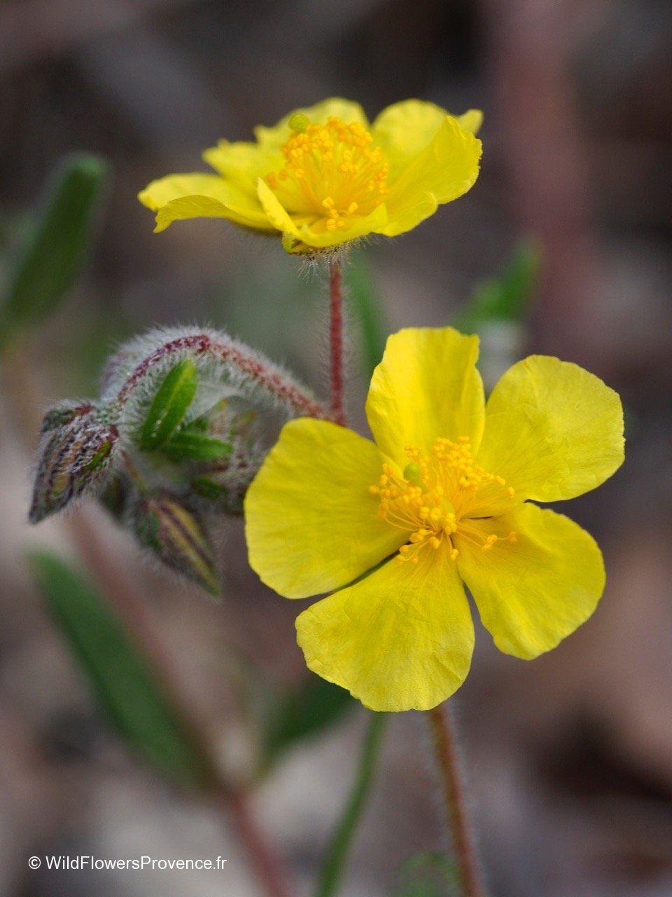 Helianthemum Nummularium Wild In Provence helianthemum-nummularium-wild-in-provence