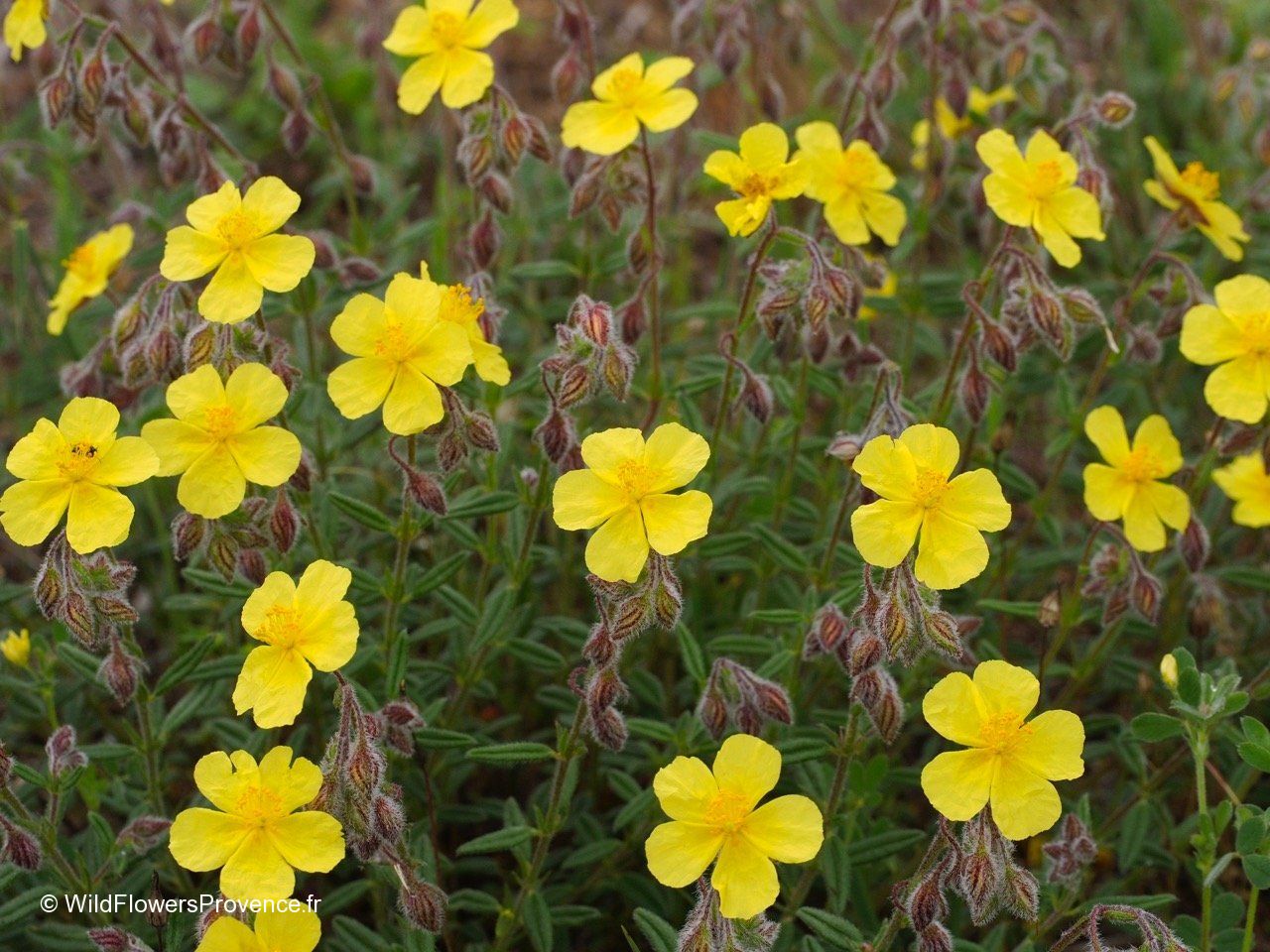 Helianthemum Nummularium Wild In Provence helianthemum-nummularium-wild-in-provence