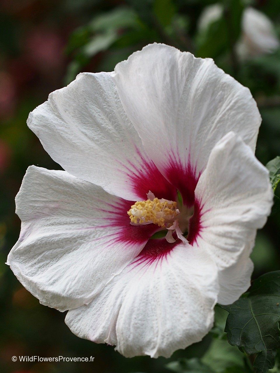 hibiscus syriacus - wild flowers provence
