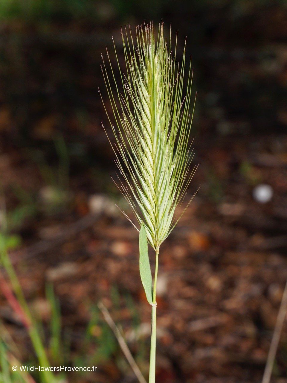 Hordeum Murinum Wild In Provence hordeum-murinum-wild-in-provence