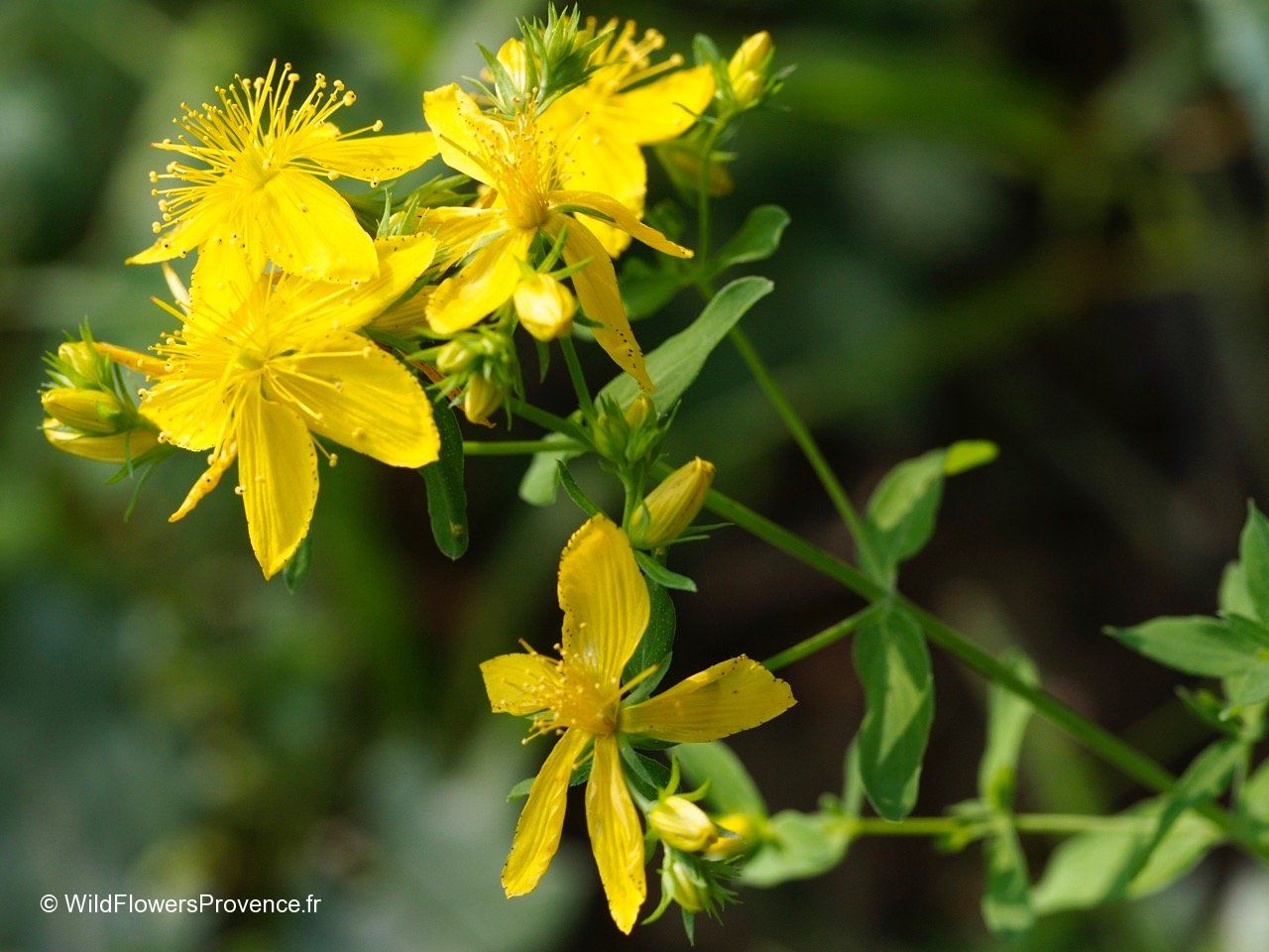 Hypericum perforatum - wild in Provence