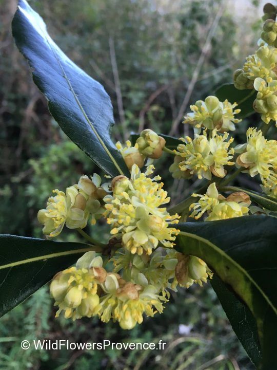 Laurus nobilis - wild in Provence