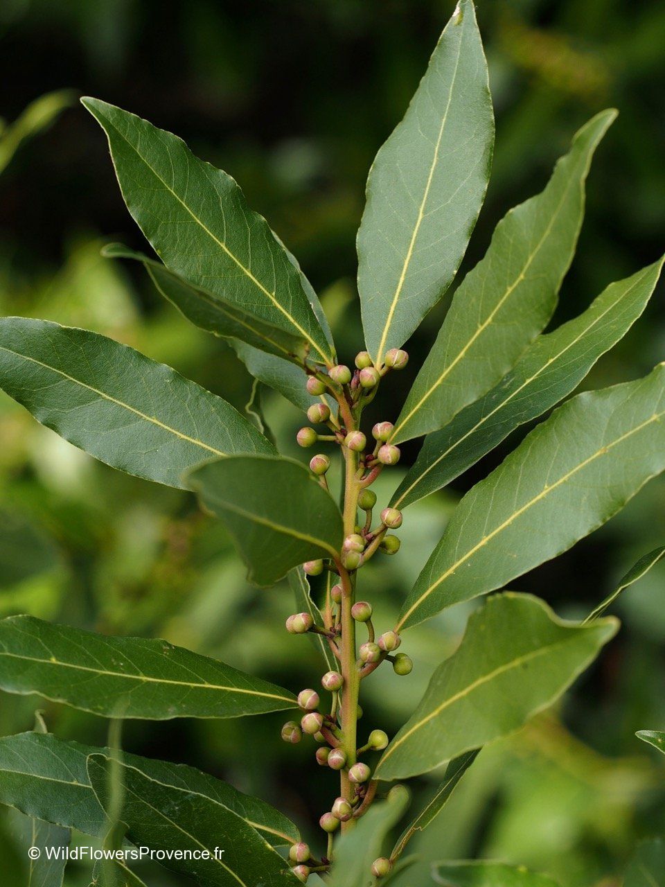 Laurus Nobilis Wild In Provence Laurus Nobilis Wild In Provence