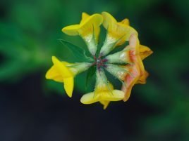 Lotus corniculatus
