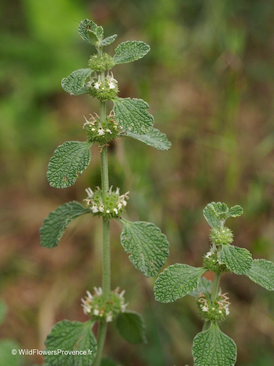 Marrubium vulgare wild in Provence