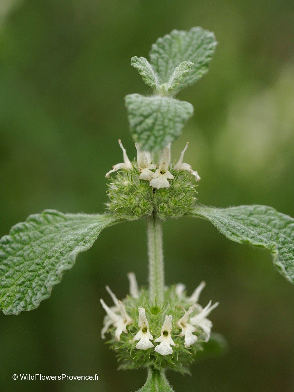 Marrubium vulgare wild in Provence