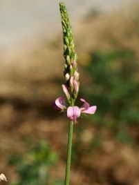 Onobrychis viciifolia