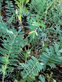 Onobrychis viciifolia