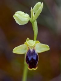 Ophrys marmorata
