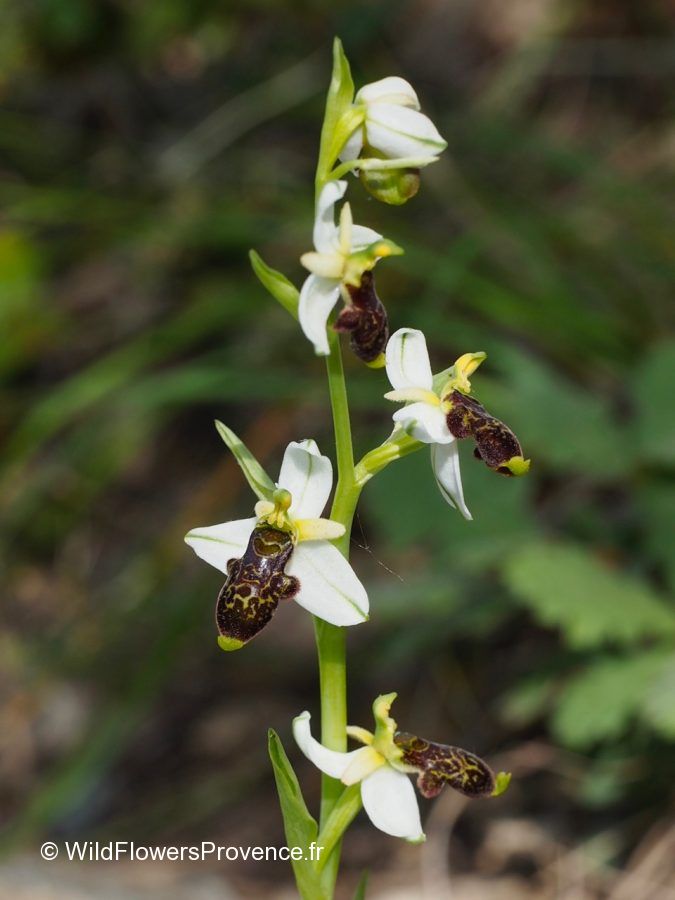 Ophrys philippi