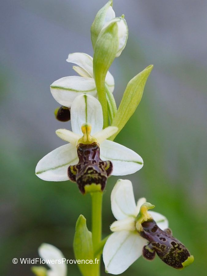 Ophrys philippi