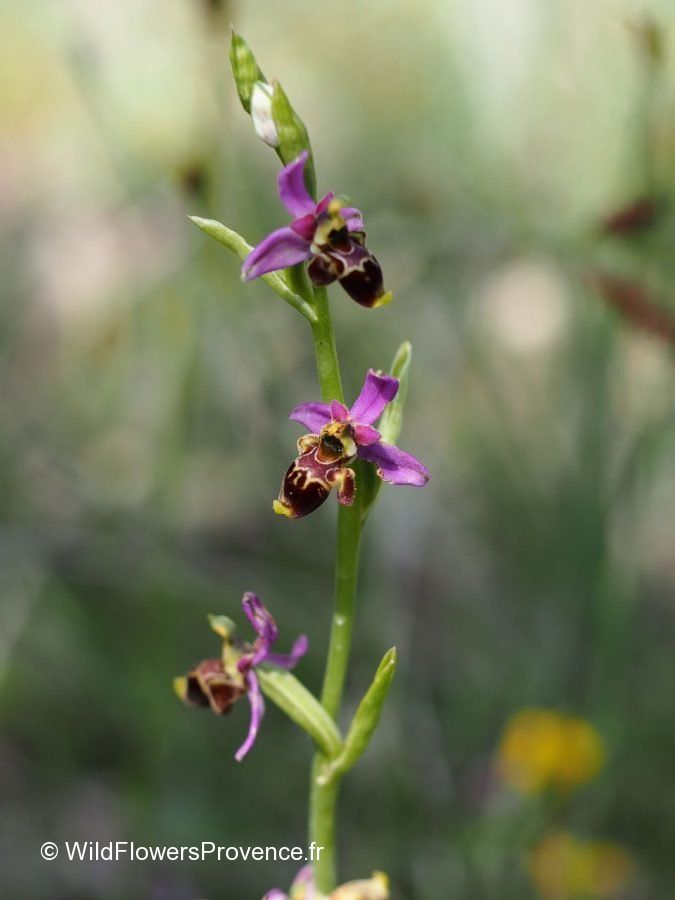 Ophrys santonica