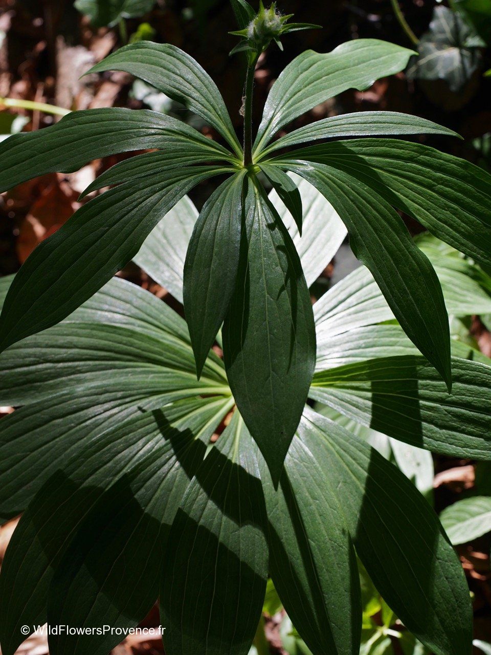 Paris Quadrifolia Wild In Provence paris-quadrifolia-wild-in-provence