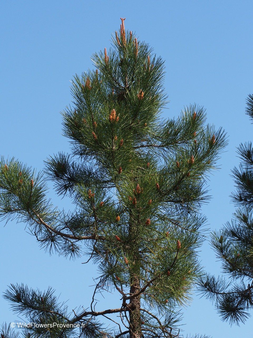 Pinus Pinaster Pinus Pinaster Maritime Pine PFAF Plant Database pinus-pinaster-pinus-pinaster-maritime-pine-pfaf-plant-database
