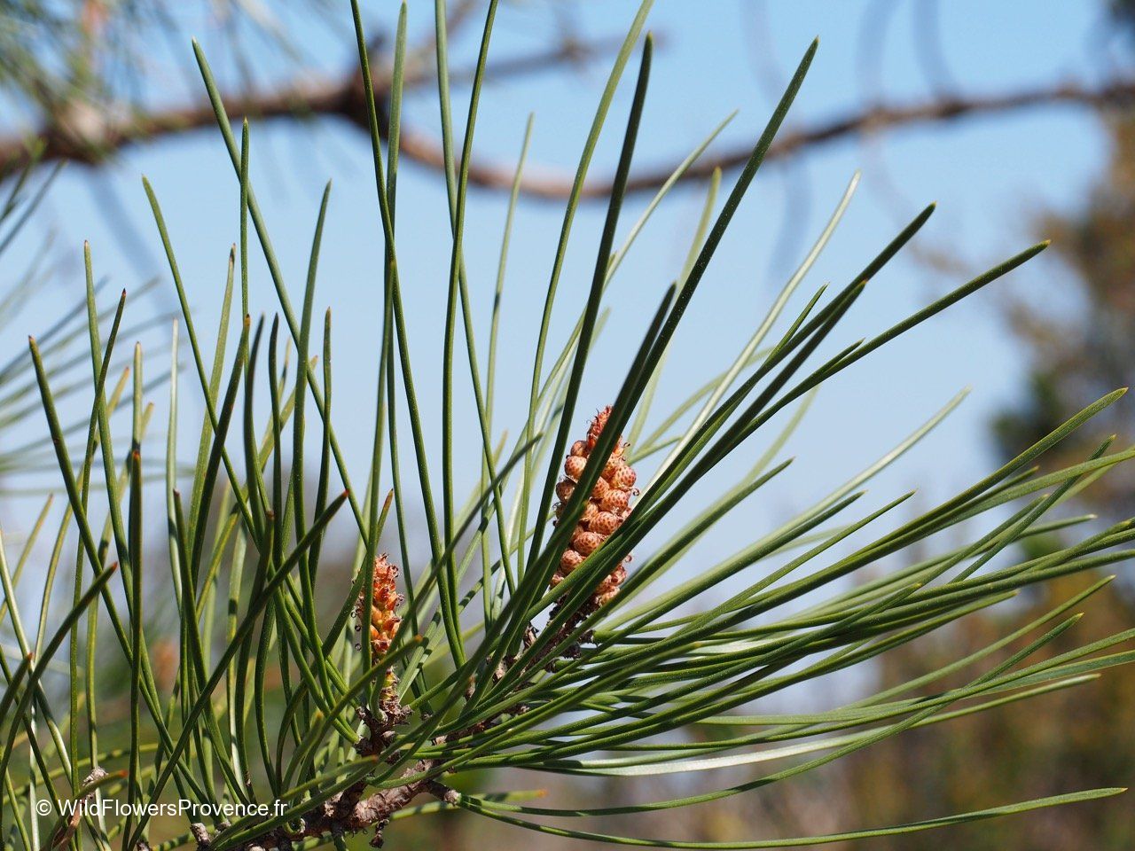Pinus Pinaster Pinus pinaster - wild in Provence