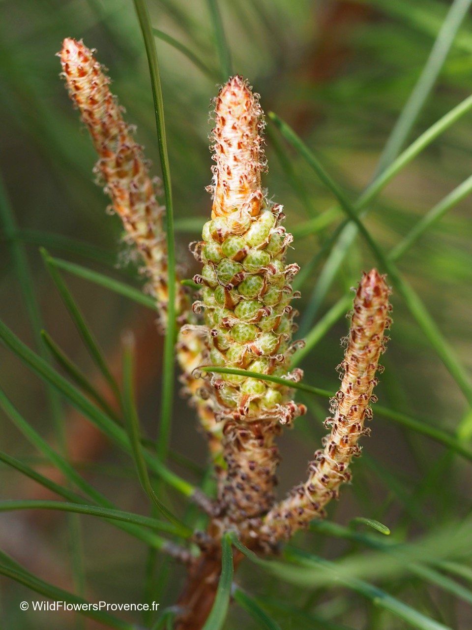 Pineaster Pinus pinaster - wild in Provence