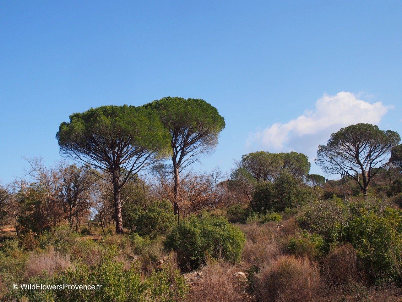 Pinus Pinea